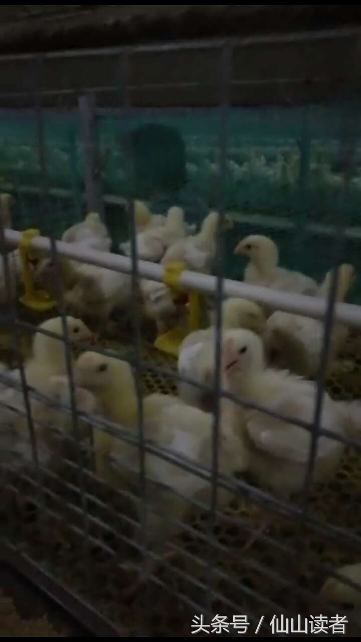 专业禽病技术指导,禽病技术大咖