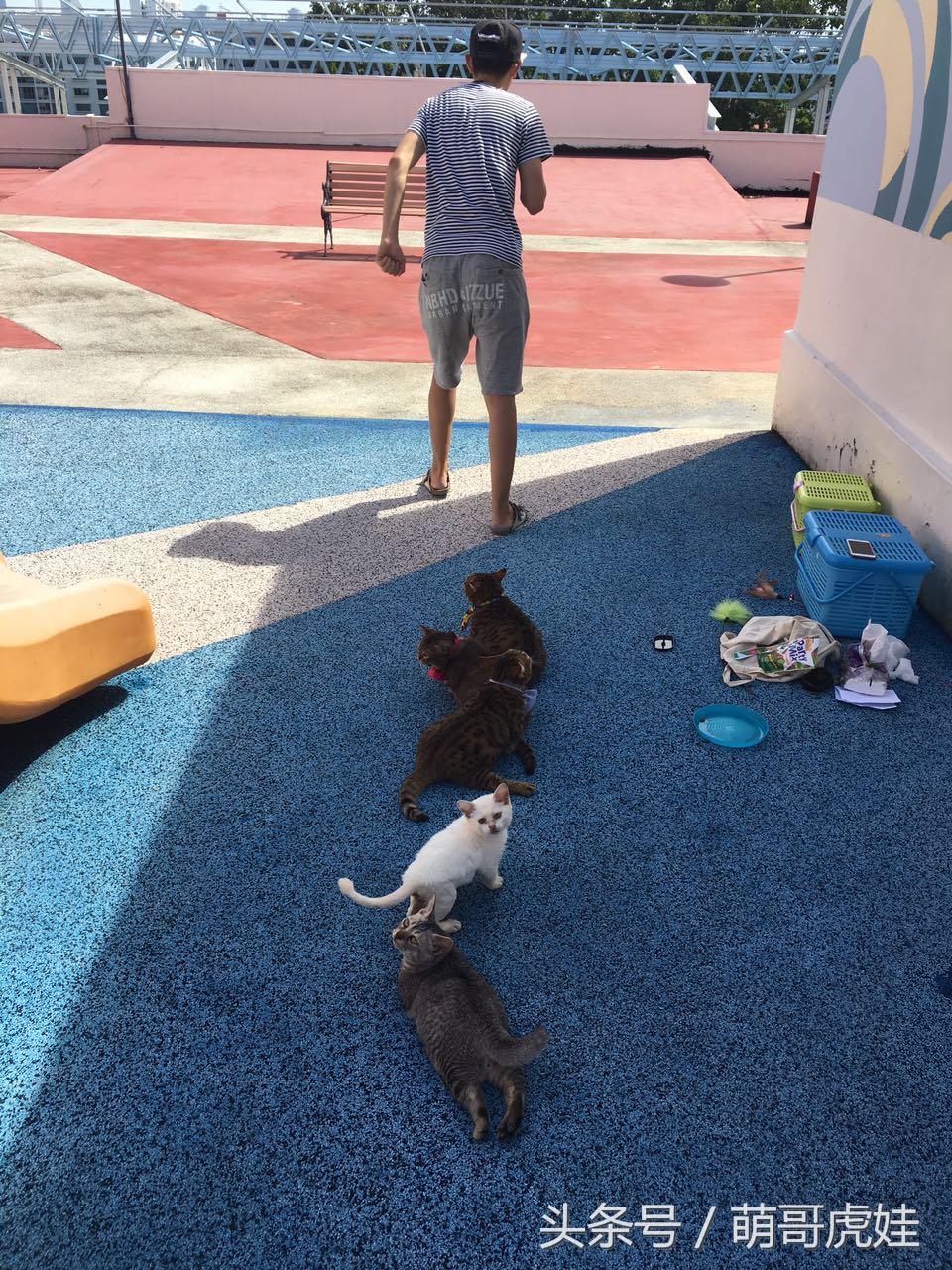 铲屎的带5只小肥猫跑步，跑了一圈回来发现喵星人居然还在原地