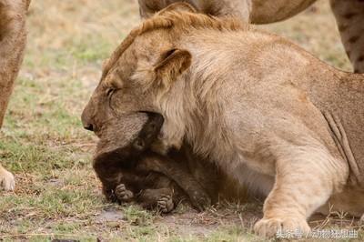 动物界杠把子平头哥，平头银发白披风，非洲大地我最凶