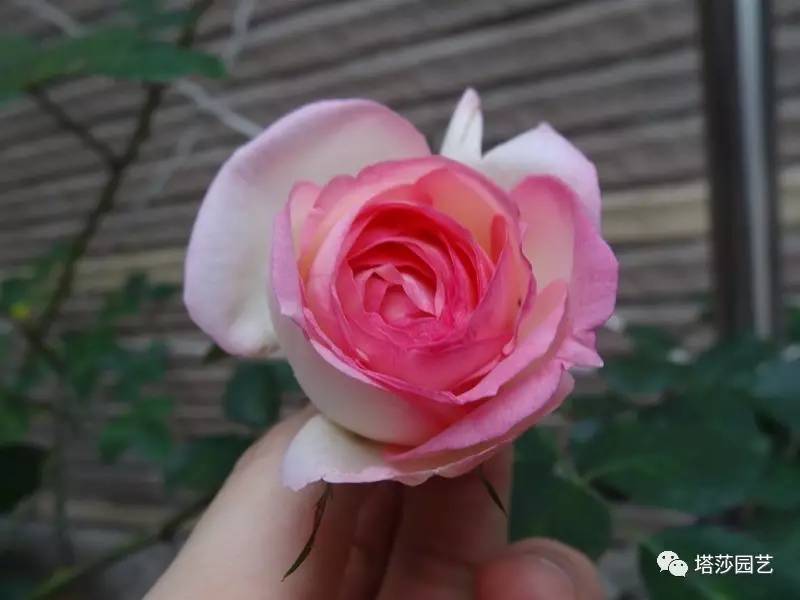 小城花事，泥土中滋生的花园梦