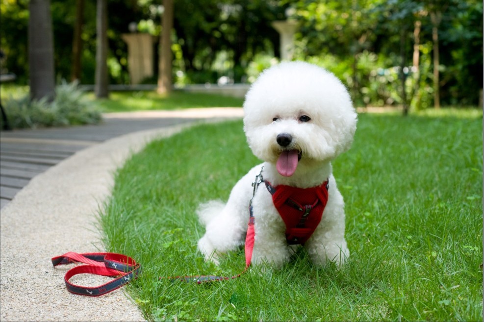 狗狗胸背P链项圈学问大了！快来看看你选的对不对
