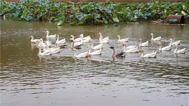 南京江宁最好十大民宿,江宁大学城奶油风民宿