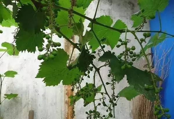 葡萄落花怎么调理,不易落花落果的葡萄品种