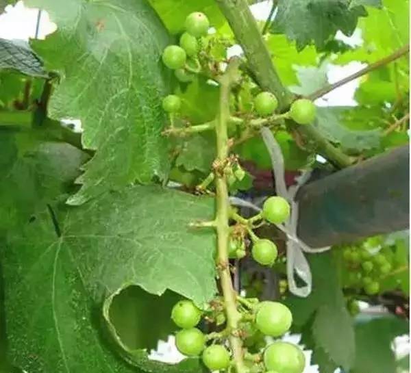 哪个品种的葡萄不易落花落果,葡萄落花落果用什么药