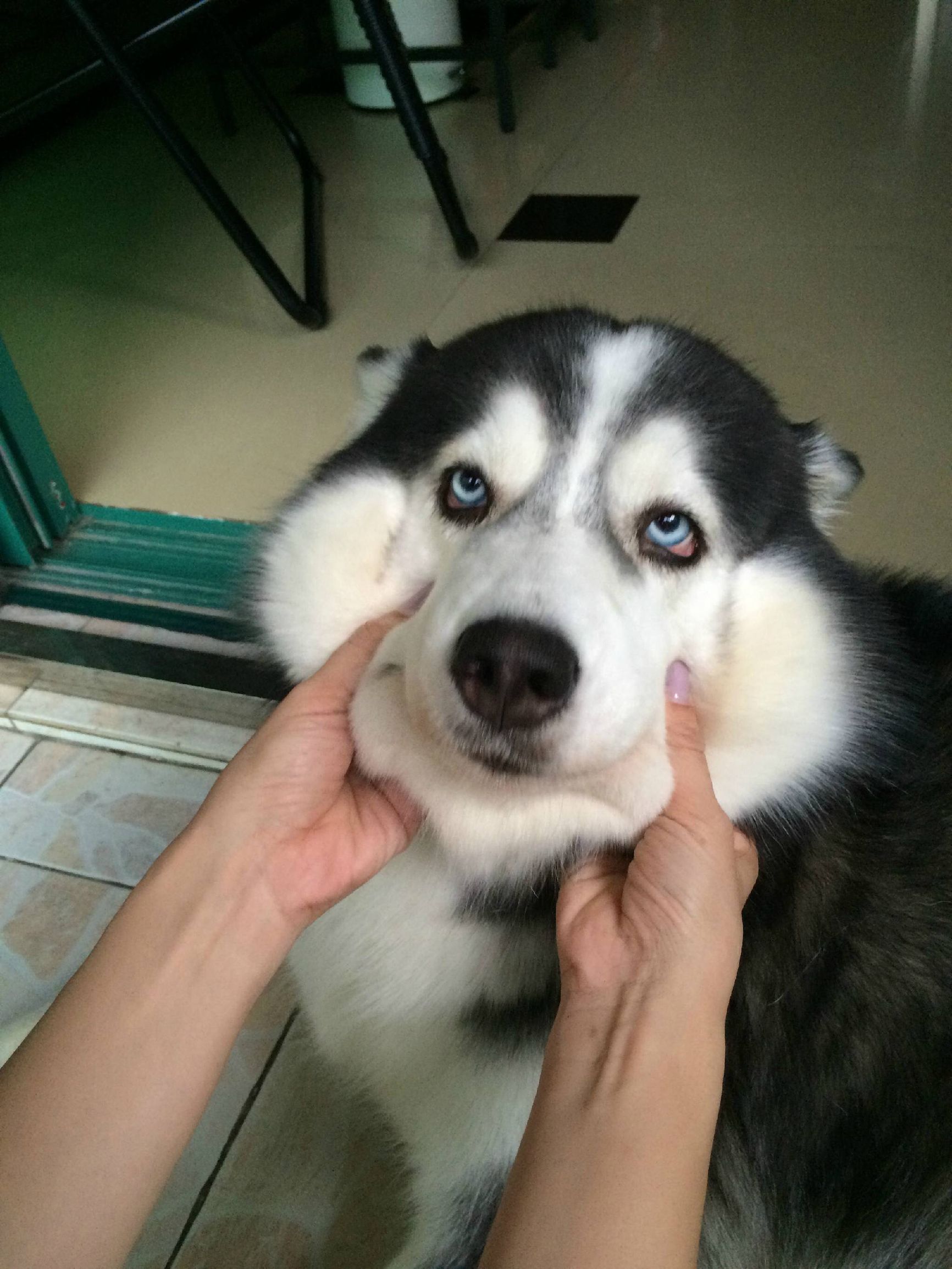 二哈偷吃被揍,二哈偷吃被卡住