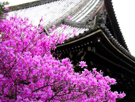 想去看樱花图片,想看樱花开了图片