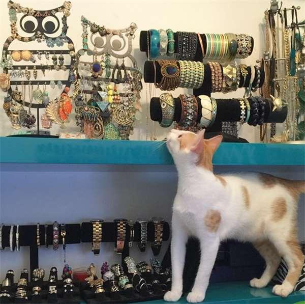 被撞的浪猫下巴严重的脱臼歪斜，想不到却意外成了它的特色招牌！