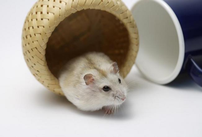 养仓鼠防止仓鼠生病,仓鼠如何护理仓鼠并让其保持健康