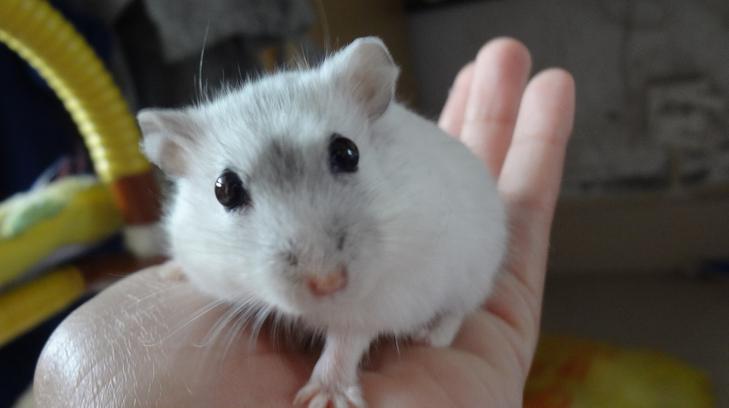 养仓鼠防止仓鼠生病,仓鼠如何护理仓鼠并让其保持健康