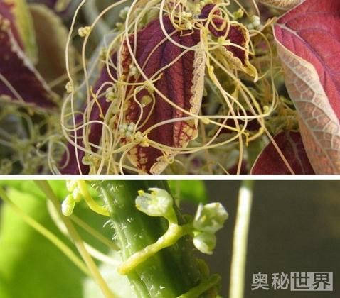 菟丝子和盐菟丝子的功效与作用,炒菟丝子和生的菟丝子功效哪个好