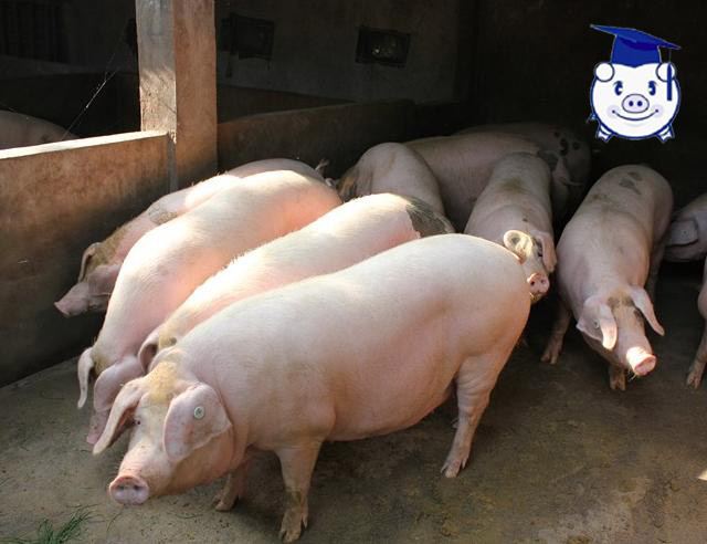 养猪人需要知道的养殖常识,养猪饲养管理