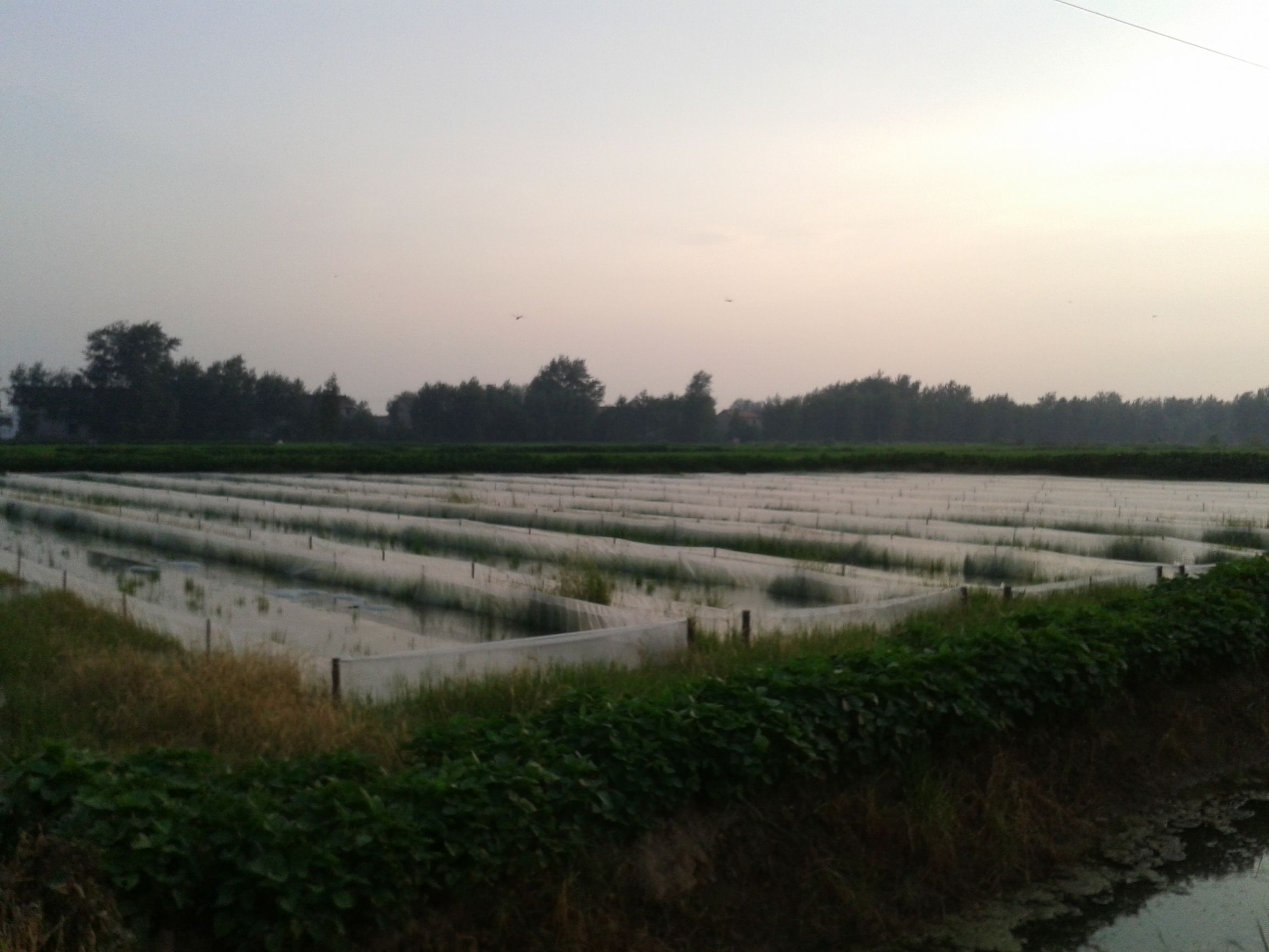 养殖蚂蟥的收益如何,广西养殖蚂蟥致富