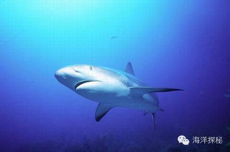 鲨鱼一直游泳会沉入海底吗,海洋生物漫谈内容
