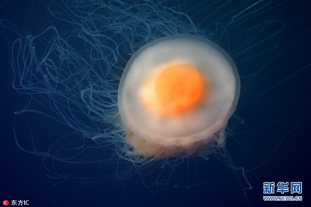 海洋世界奇特的动物,各种奇妙的海洋生物