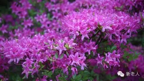 全国56个市花图片,中国各市市花集中图