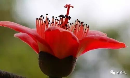 全国56个市花图片,中国各市市花集中图