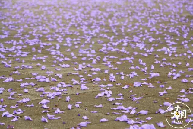 重庆桂花园景点,重庆桂花公园免费