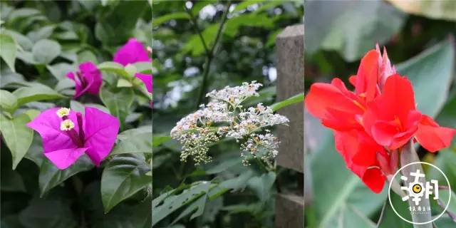 重庆桂花园景点,重庆桂花公园免费