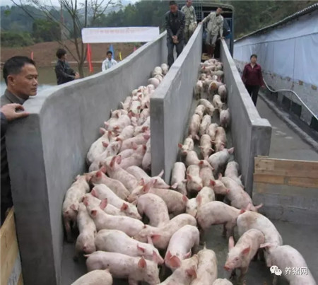 仔猪黄白痢期间可以打生血素吗,仔猪球虫病与黄白痢粪便区别