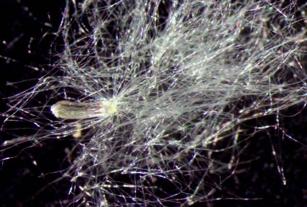 杨絮纷飞怎么消灭,杨絮柳絮怎样应对