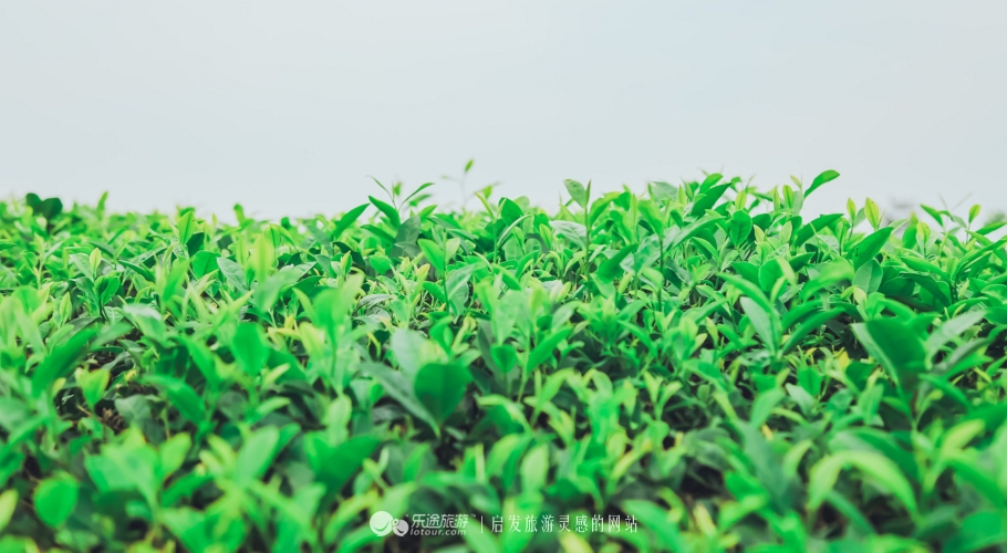 去木子山庄感受禅意，去观察奇曲茶