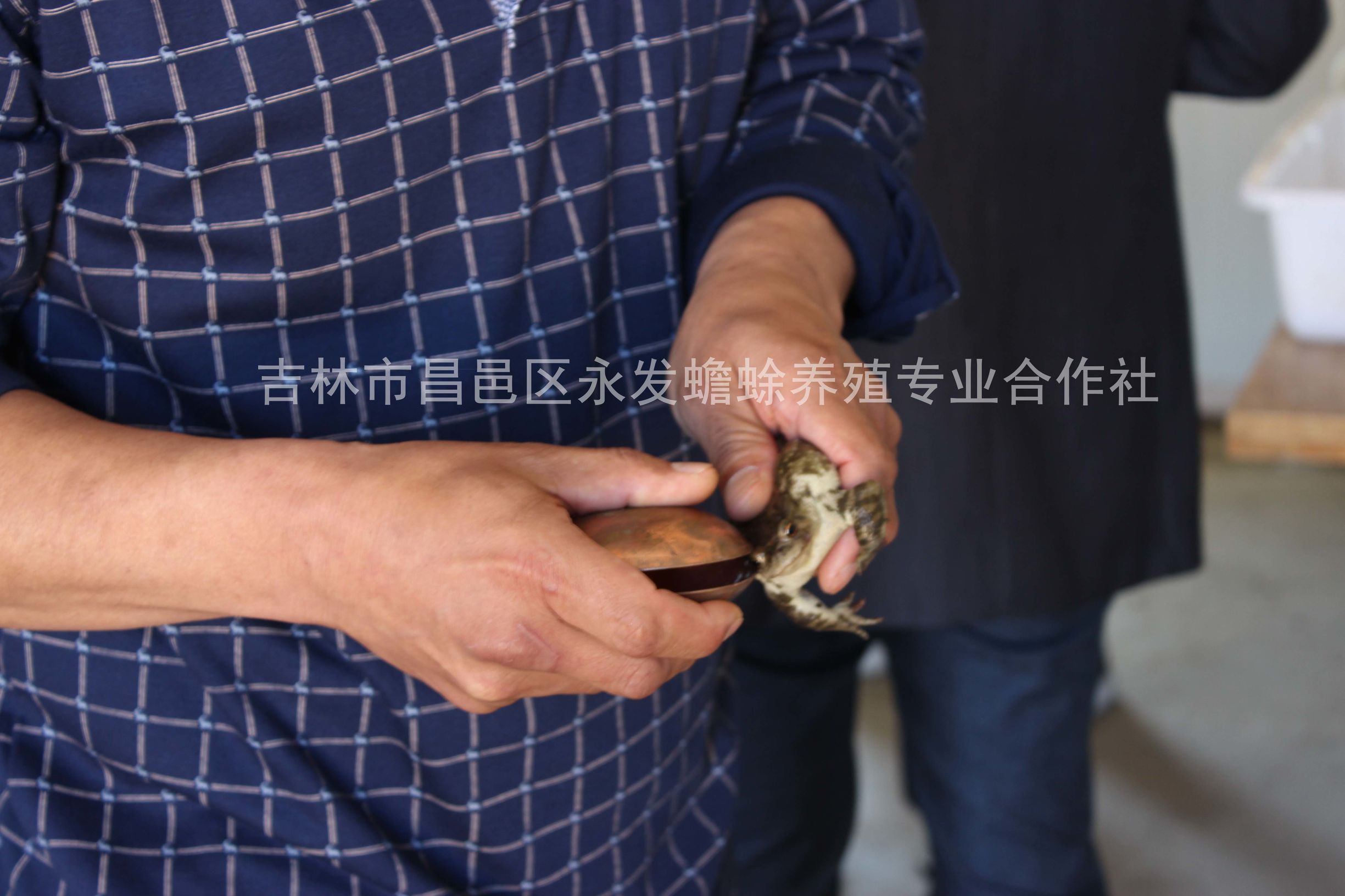 蟾蜍的养殖加工技术教程,蟾蜍养殖技术大全