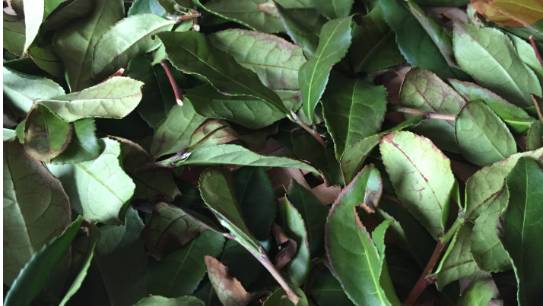 铁观音没有绿叶红边是真的吗,铁观音绿叶红镶边代表品质吗