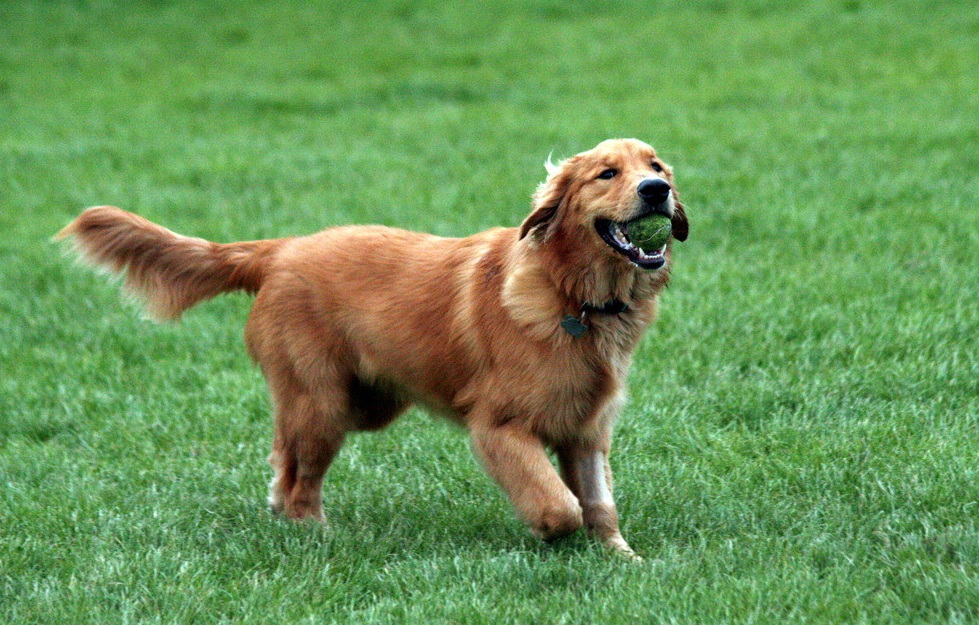 比较贵的狗狗都有哪些,各类狗狗图片品种价格