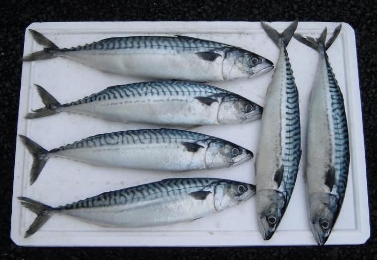 孕妇吃鲭鱼对胎儿发育好,大西洋鲭鱼孕妇能吃吗