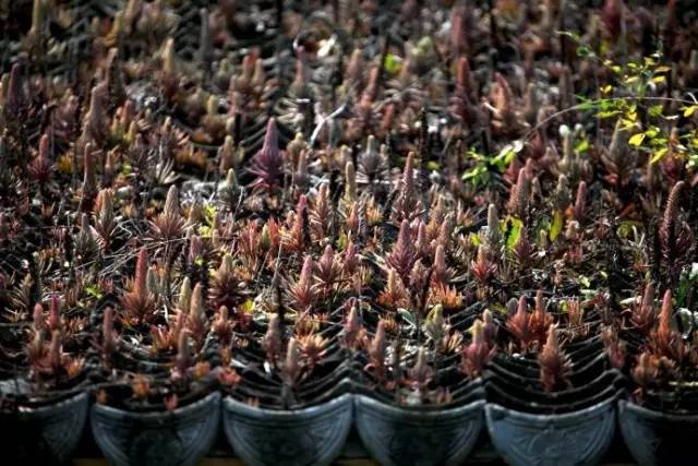 农村瓦房顶上常见多肉 (房顶上都是多肉视频)