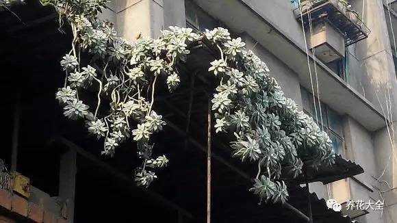 农村瓦房顶上常见多肉 (房顶上都是多肉视频)