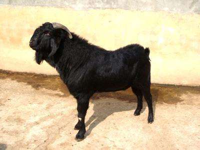 羊场如何扩大养殖,养羊快速扩群方法