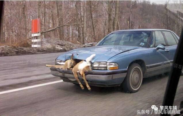 宠物狗被小车撞怎么理赔,开车撞了宠物狗怎么办如何理赔