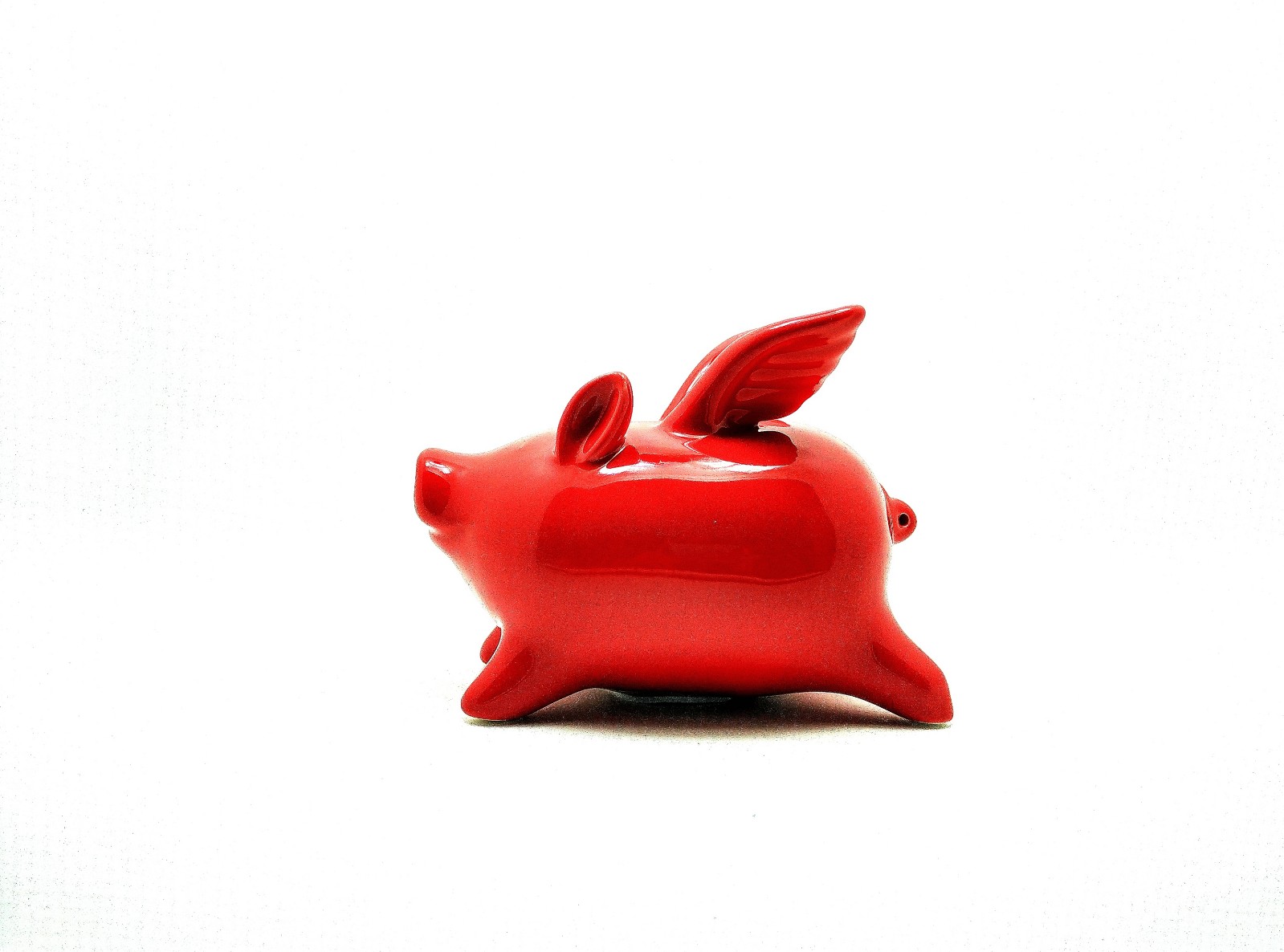 站在风口上猪都能飞电影,站在风口猪也可以飞起来