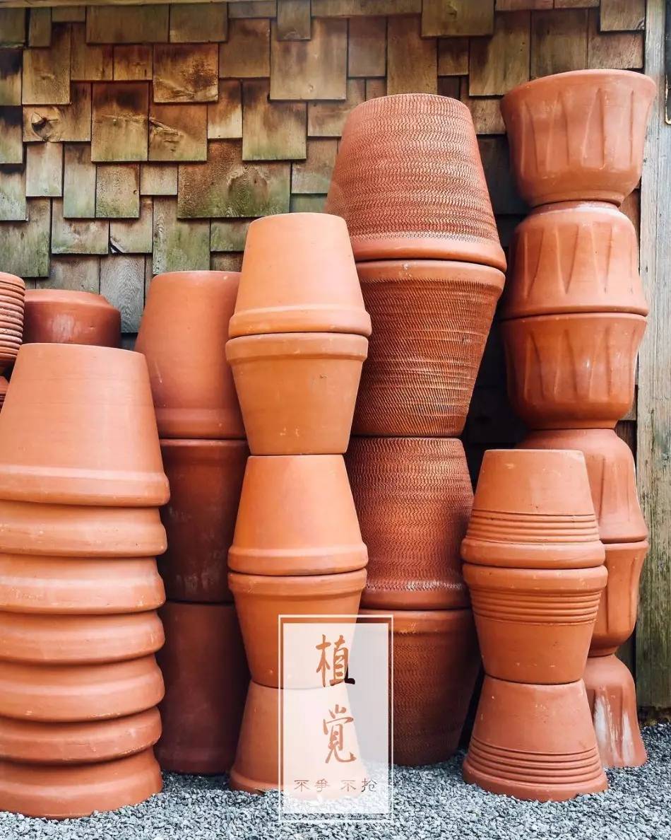 卖的最好的植物店,植物店能买到哪些植物