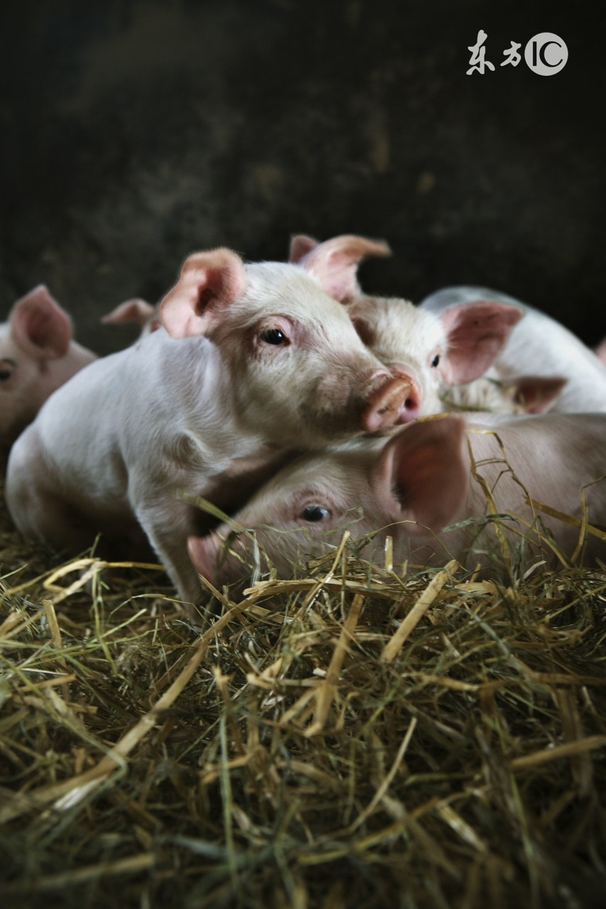 仔猪红痢发病图片,仔猪胀肚拉稀怎么治疗