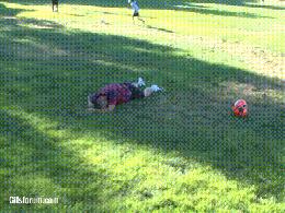 搞笑gif动图：汪星人，你是打算练蛤蟆神功吗