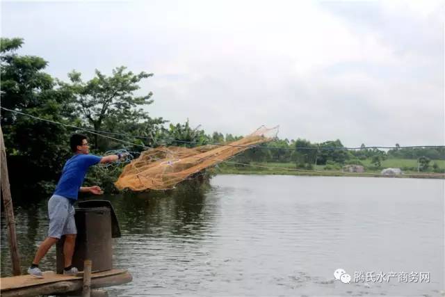 低成本养殖罗非,罗非养殖技术视频全集