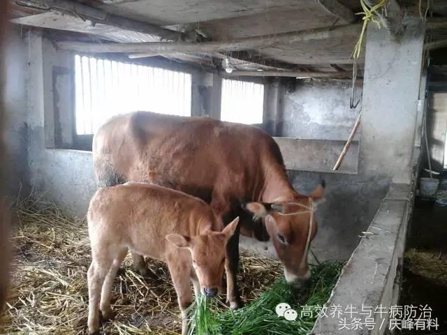 养牛一定要注意防暑降温,夏天养牛高温天气怎么办