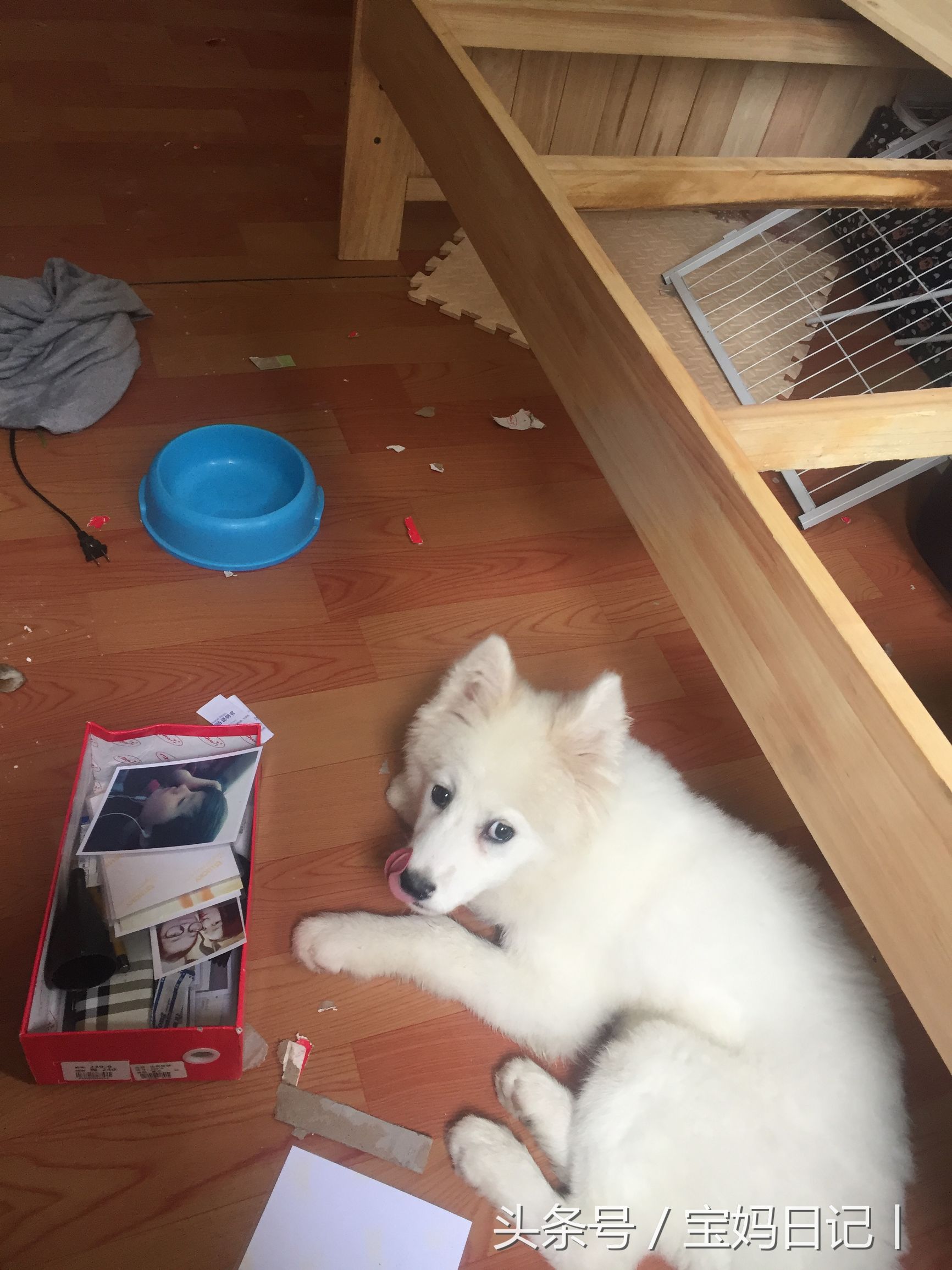 萨摩耶犬怀孕期间怎么养,怎么养萨摩耶犬幼崽