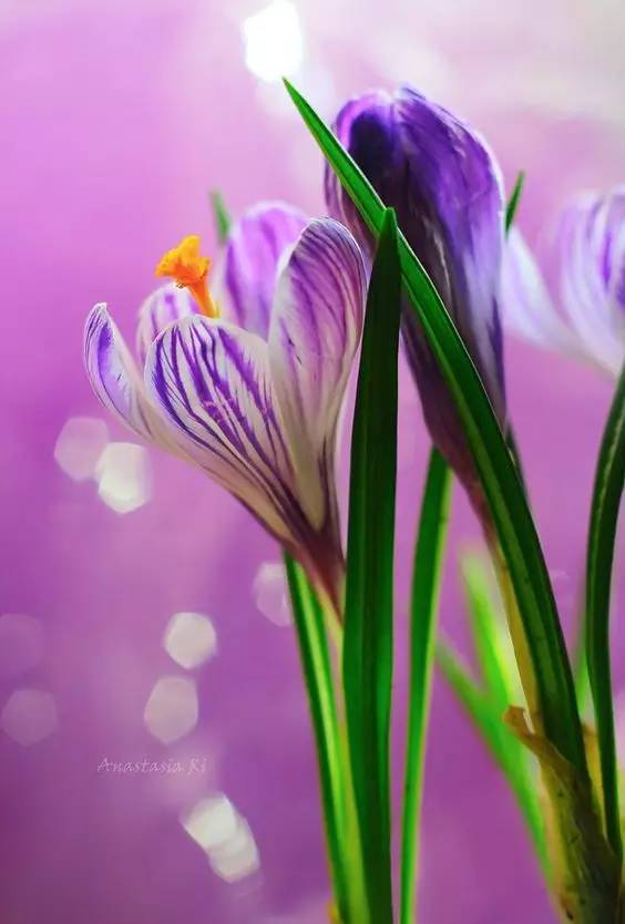 罕见的花红色,正宗藏红花西藏的藏红花