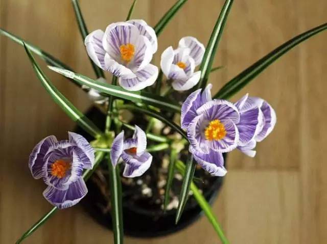 罕见的花红色,正宗藏红花西藏的藏红花