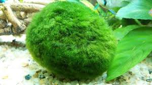 喜马拉雅山红雪,解密喜马拉雅山雪人之谜