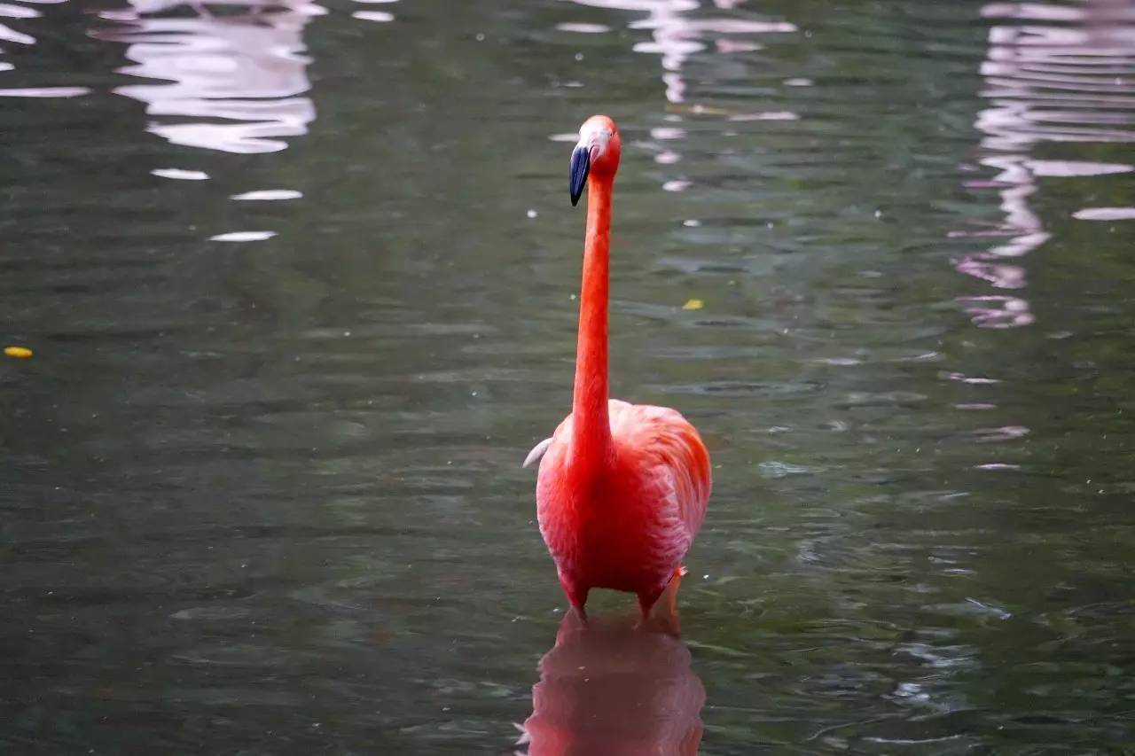 长隆野生动物园观赏攻略,长隆野生动物园需要准备的东西
