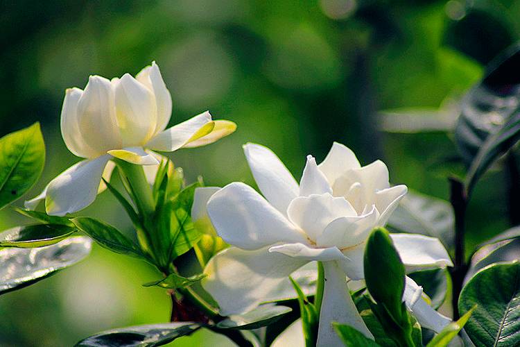 人间栀子花,人间栀子