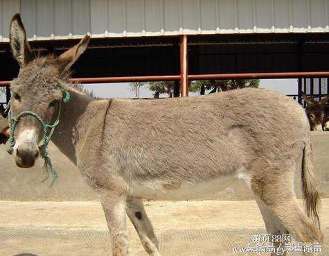 黔无驴原文,黔无驴原文意思