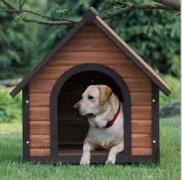 狗狗乱尿还一脸无辜,狗狗乱尿乱拉怎么处罚