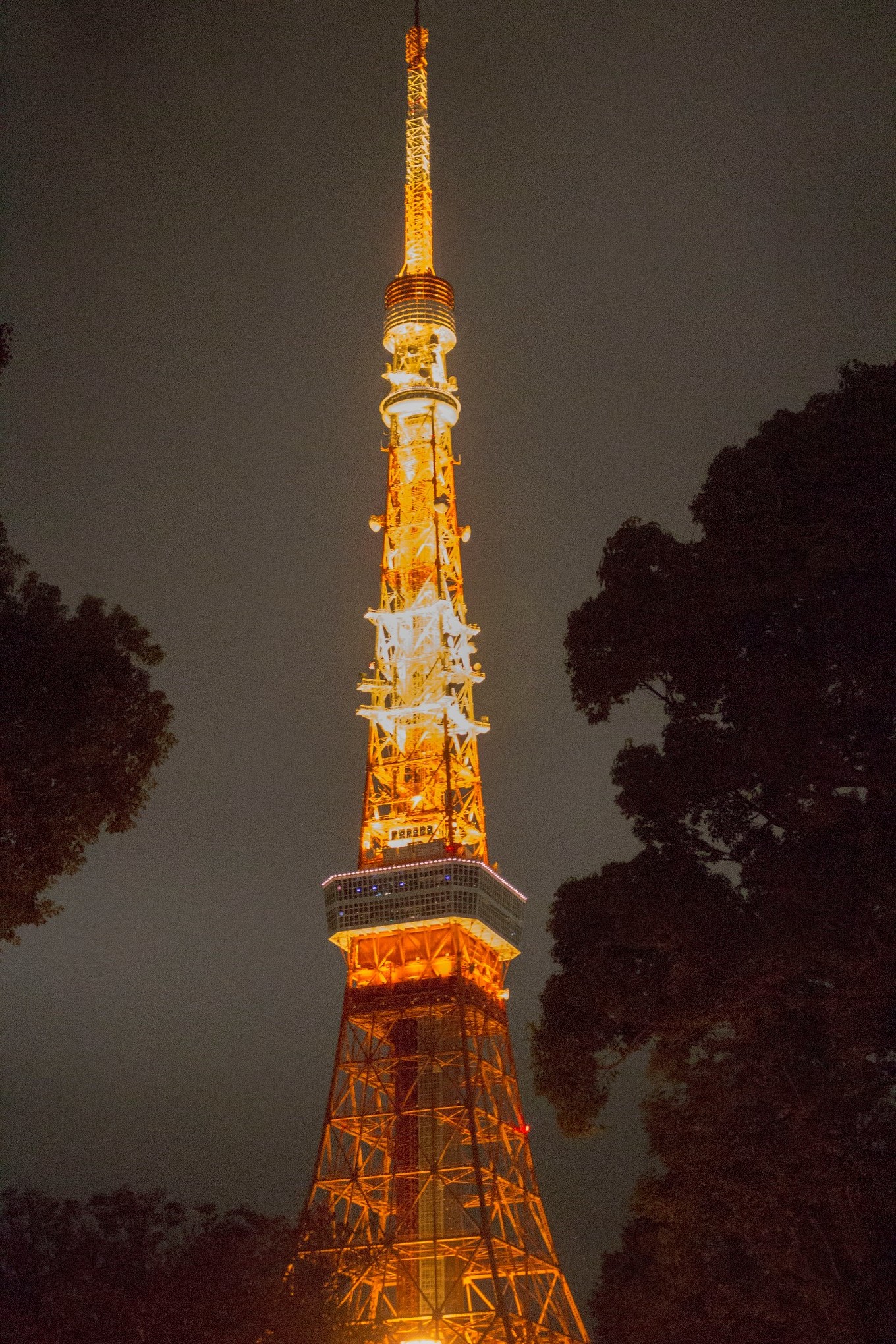 日本物语落樱下的邂逅,浪漫的日本物语