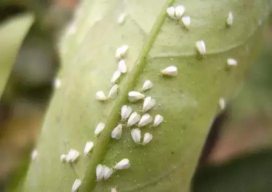 灭蚊药可以喷花卉么,灭蚊剂可以给花卉杀虫吗