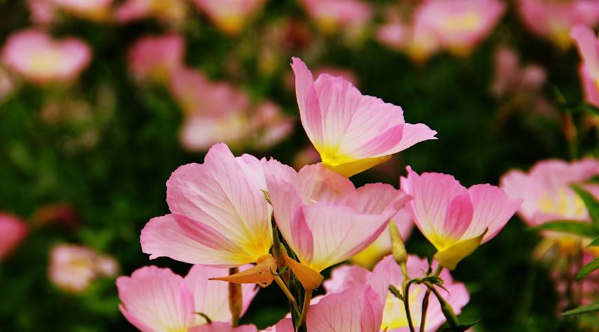 月见草含油量达25.1%含Y~亚麻酸达8.1%，最有开发前景